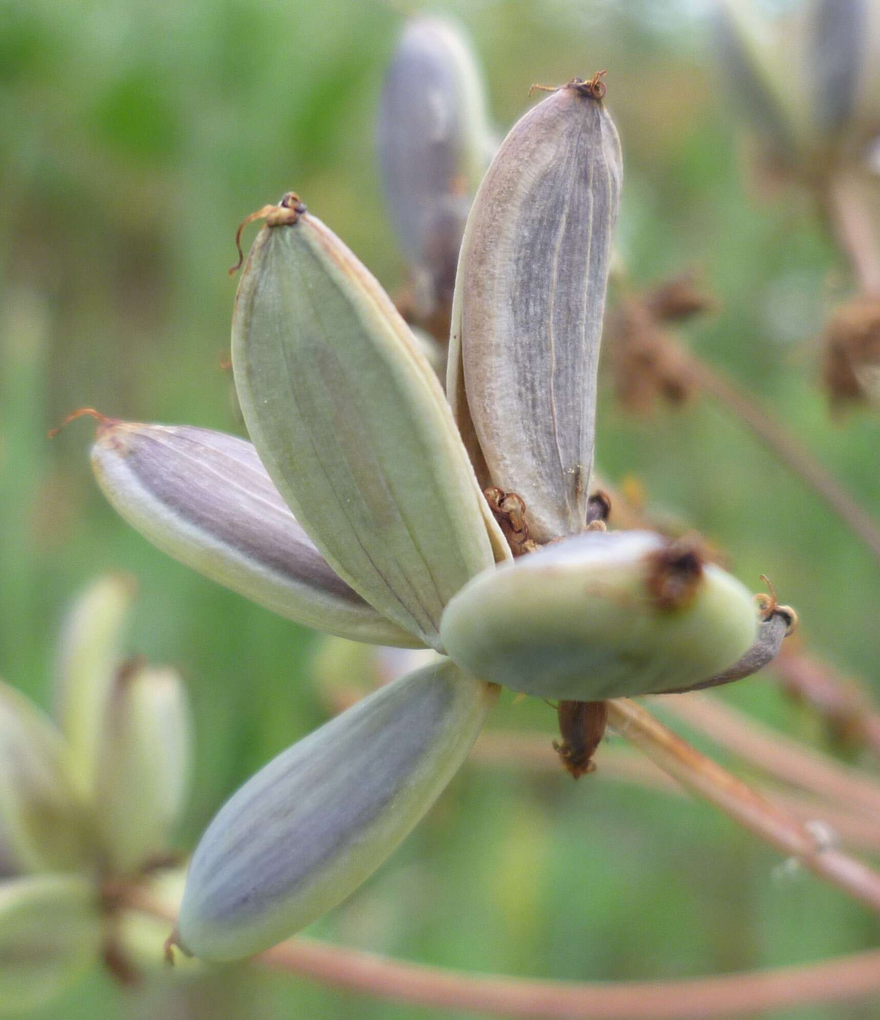 Sivun Lomatium dissectum (Nutt. ex Torr. & Gray) Mathias & Constance kuva