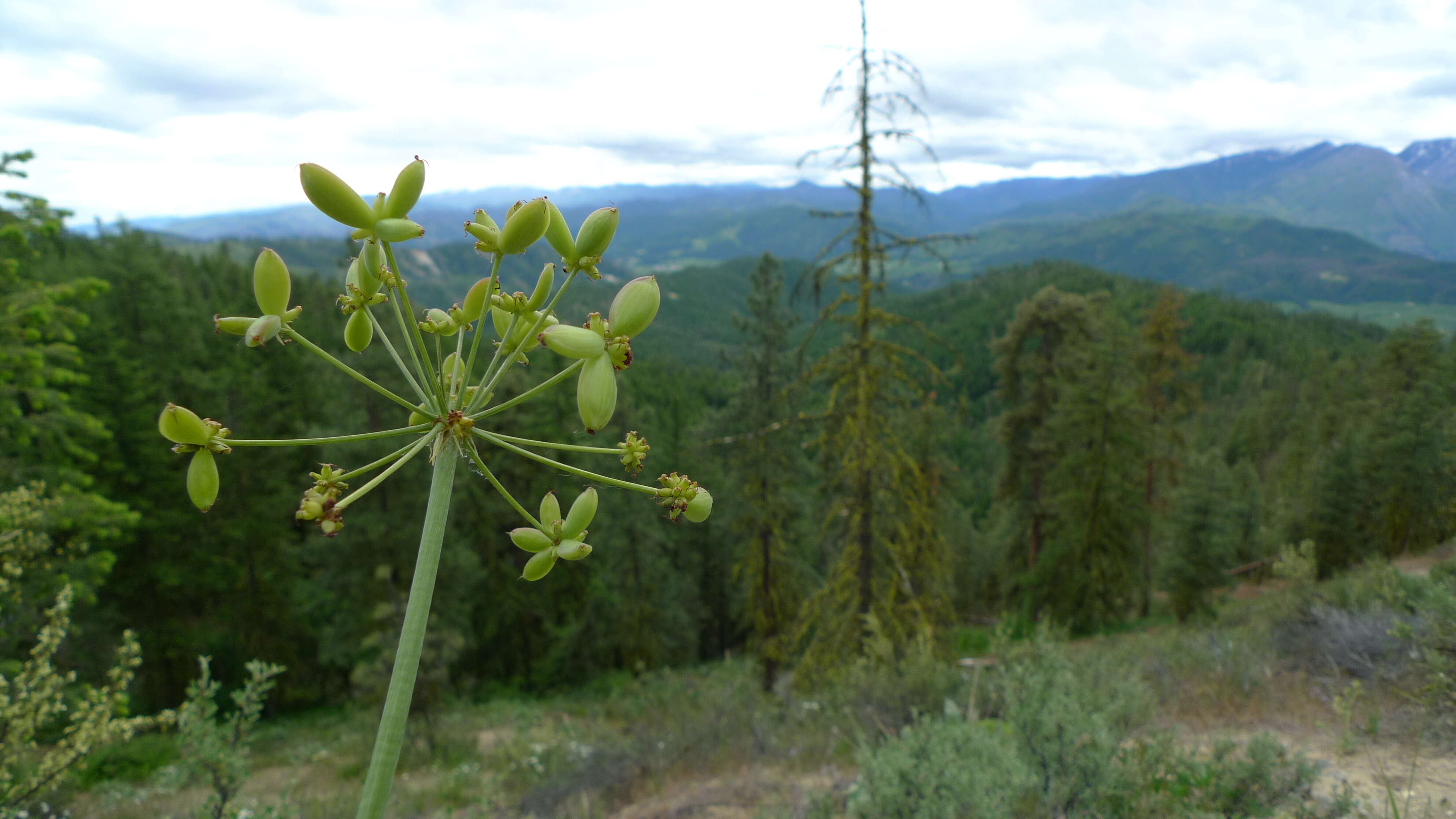 Sivun Lomatium dissectum (Nutt. ex Torr. & Gray) Mathias & Constance kuva