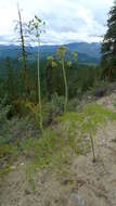 Sivun Lomatium dissectum (Nutt. ex Torr. & Gray) Mathias & Constance kuva