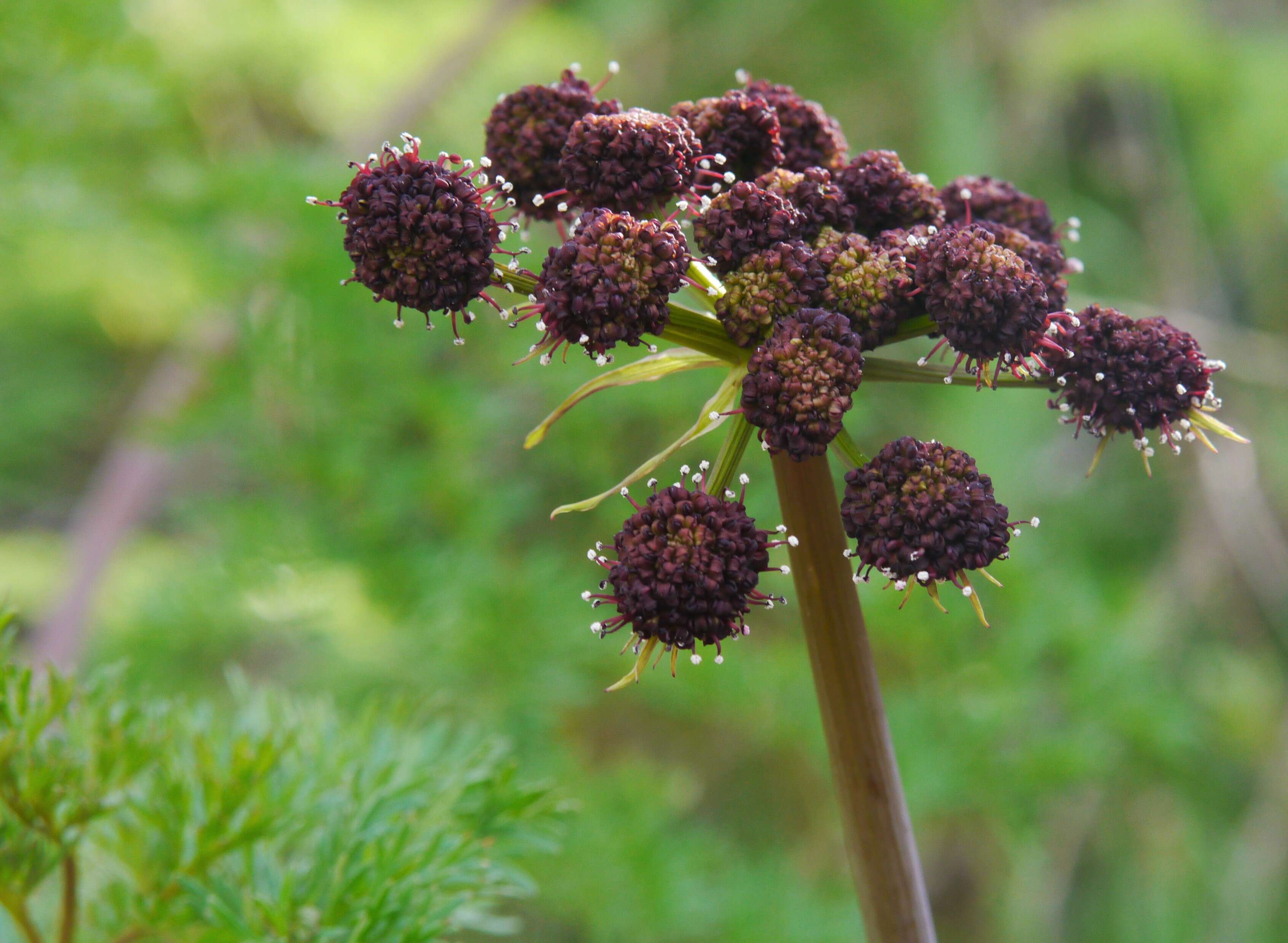 Sivun Lomatium dissectum (Nutt. ex Torr. & Gray) Mathias & Constance kuva