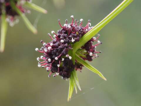 Image of fernleaf biscuitroot