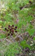 Sivun Lomatium dissectum (Nutt. ex Torr. & Gray) Mathias & Constance kuva