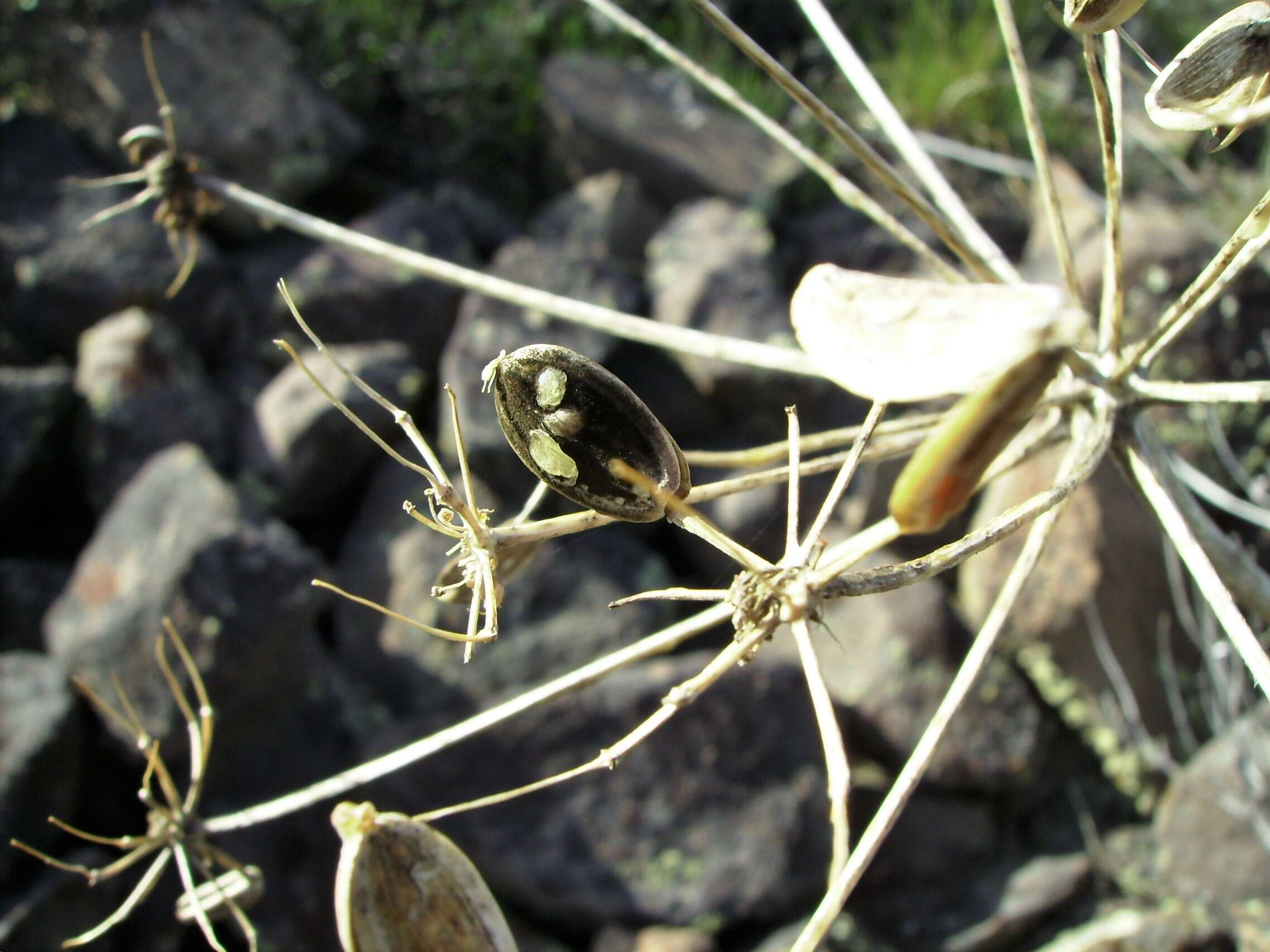 Sivun Lomatium dissectum (Nutt. ex Torr. & Gray) Mathias & Constance kuva