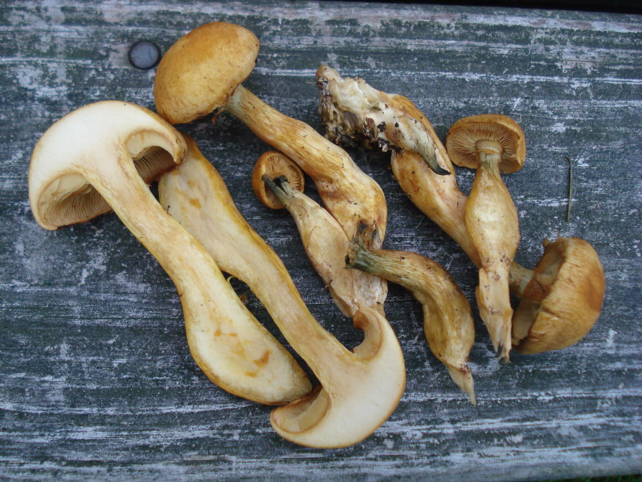 Image of Gymnopilus validipes (Peck) Hesler 1969