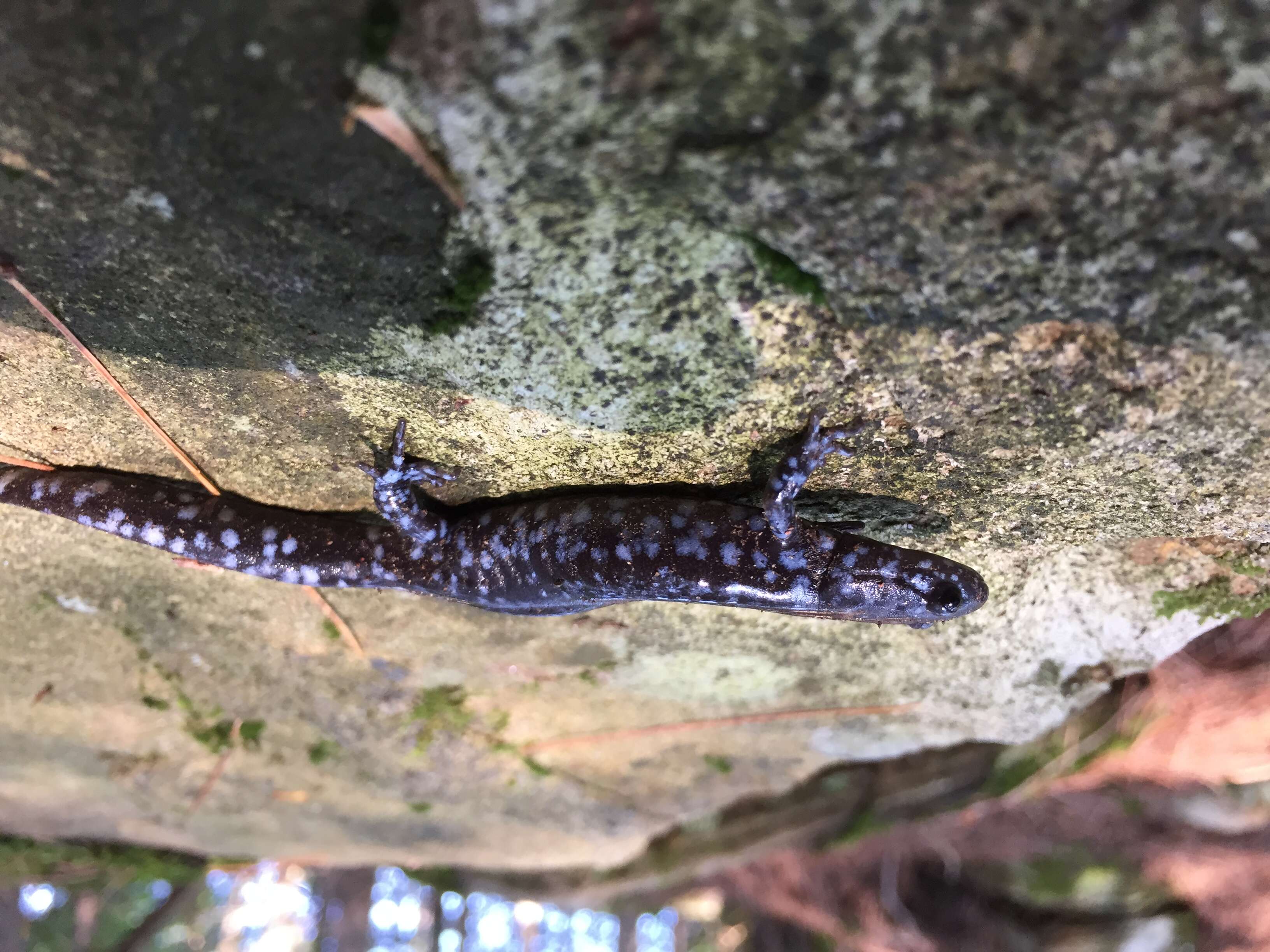 Image of Blue-spotted Salamander