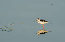 Image of Black-winged Stilt