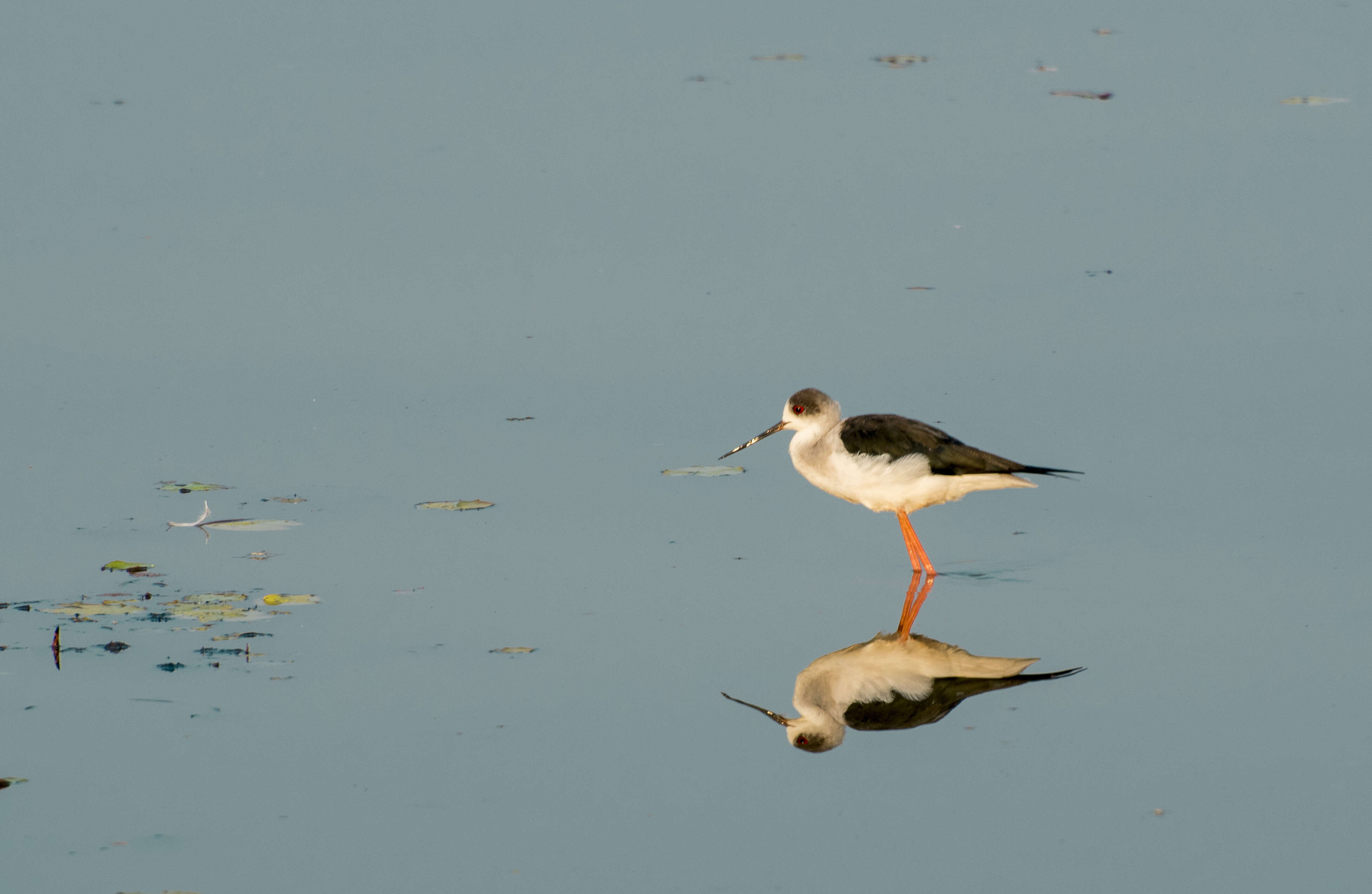 Image of Black-winged Stilt