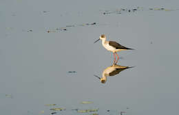 Image of Black-winged Stilt