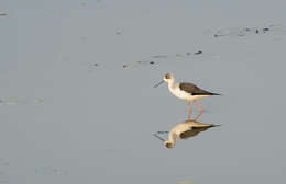 Image of Black-winged Stilt