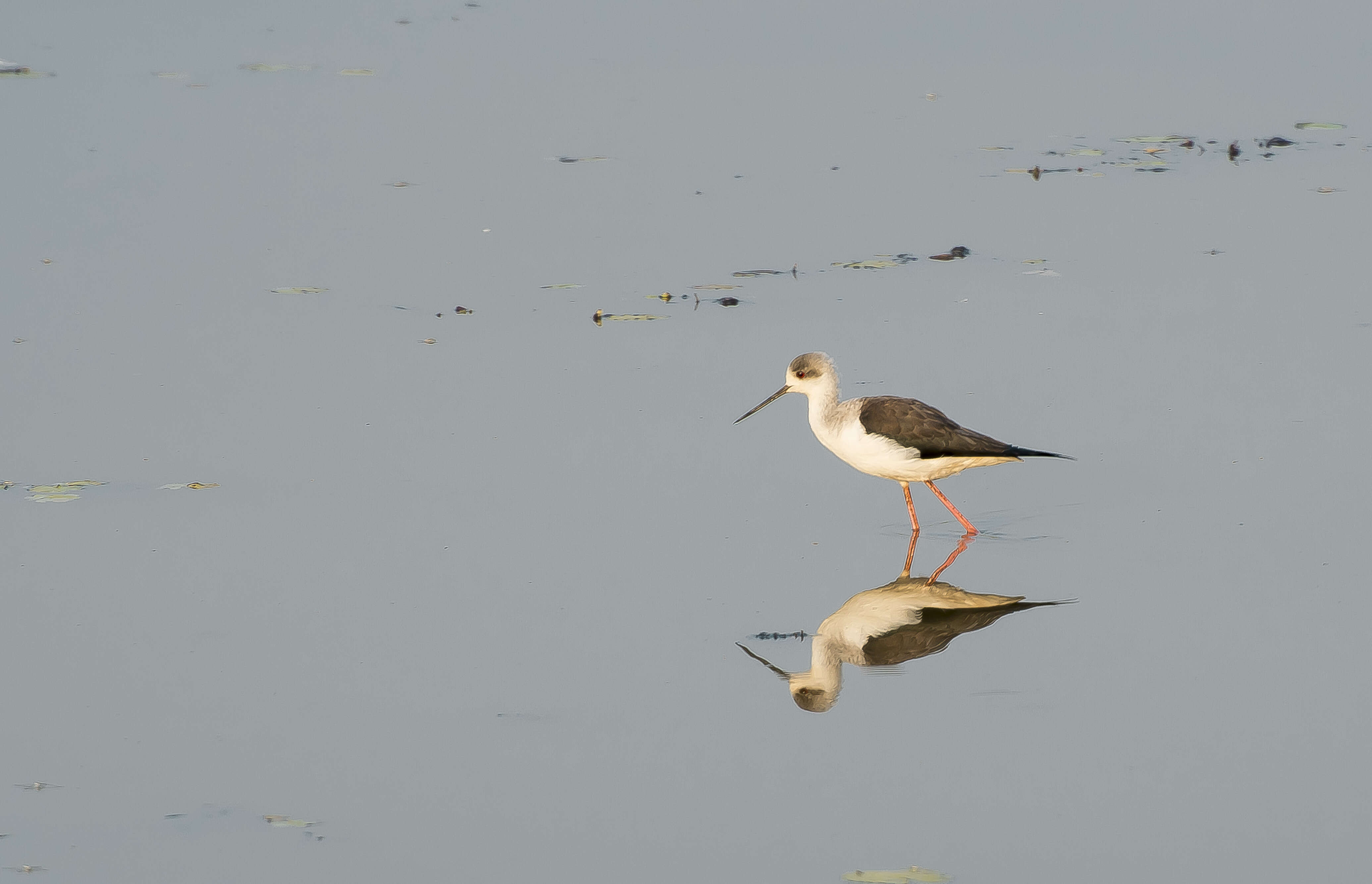 Image of Black-winged Stilt