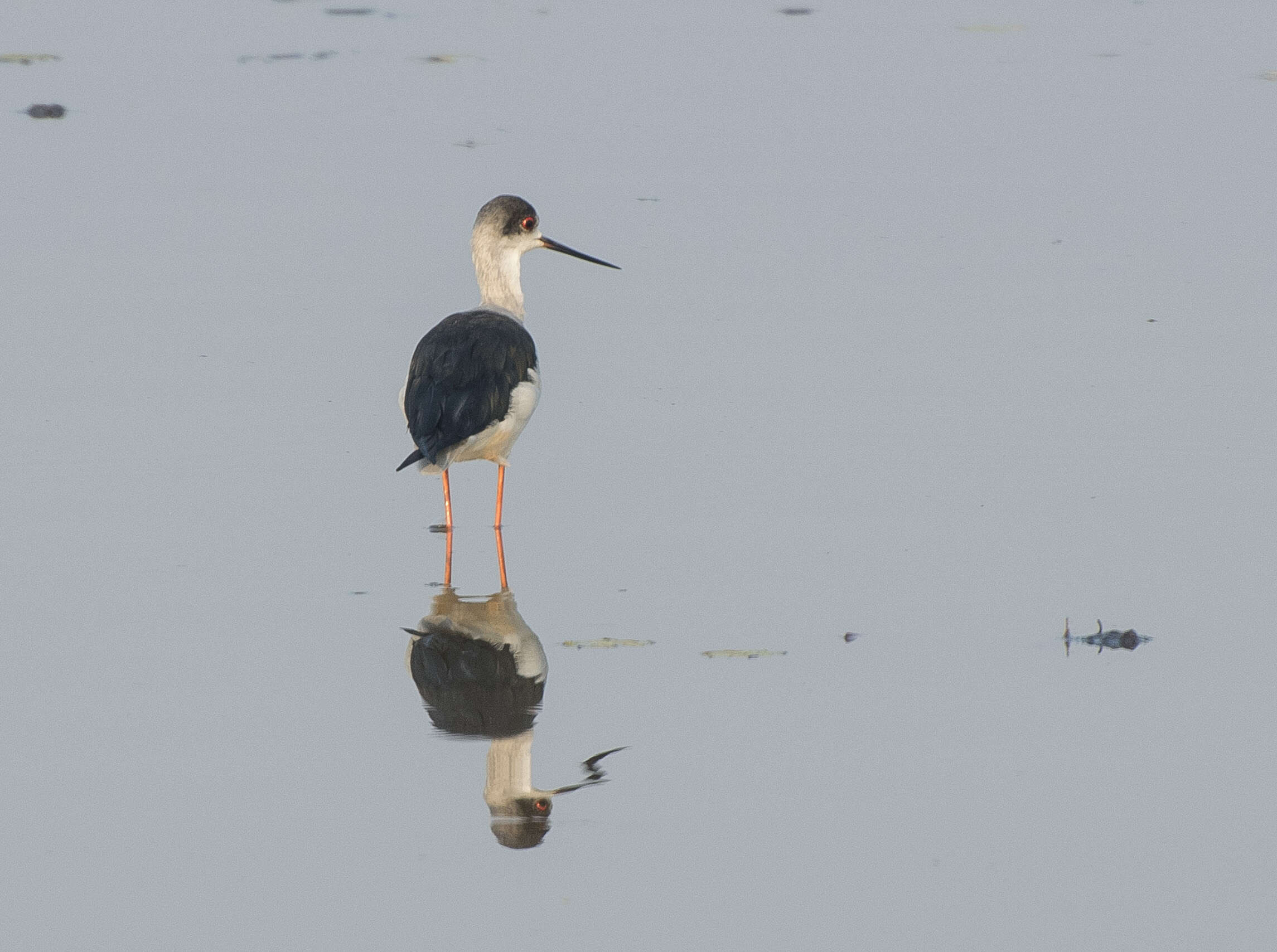 Image of Black-winged Stilt