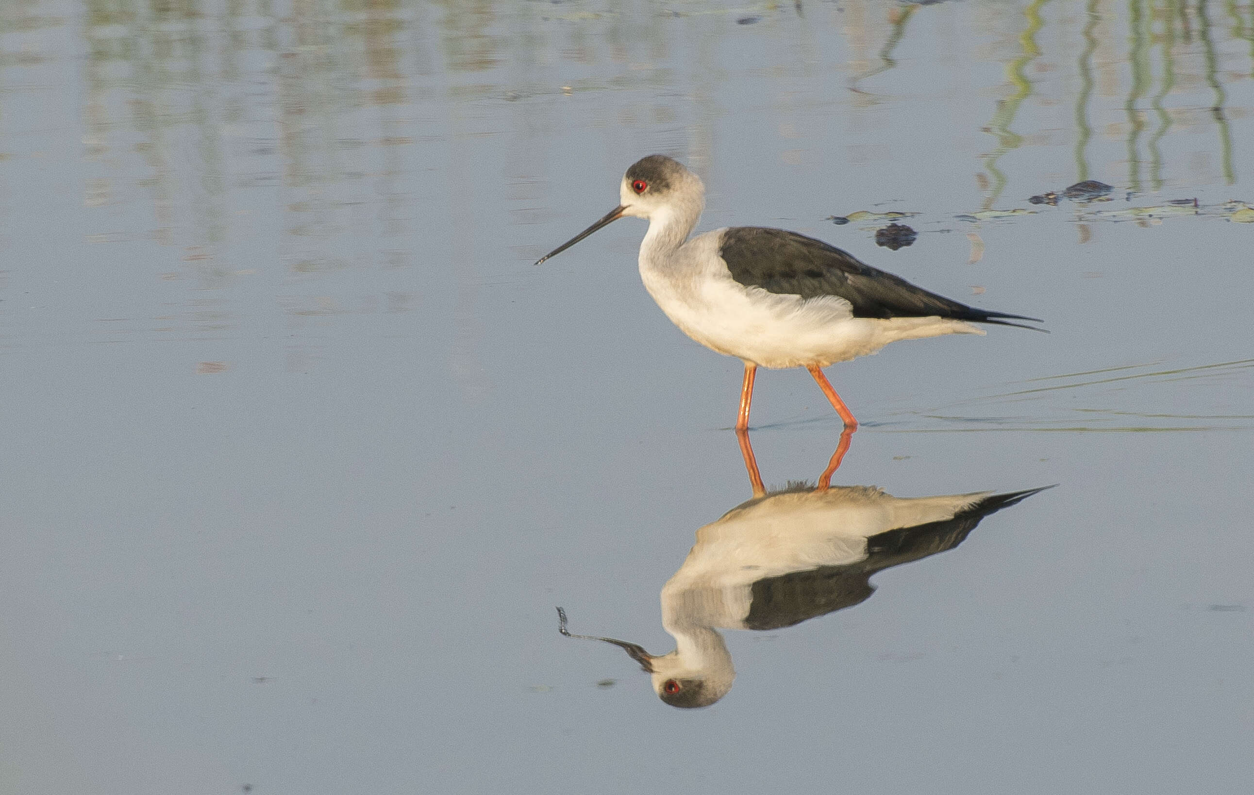 Image of Black-winged Stilt