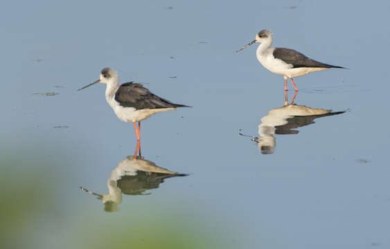 Image of Black-winged Stilt