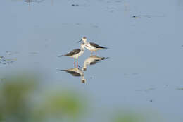 Image of Black-winged Stilt