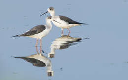 Image of Black-winged Stilt