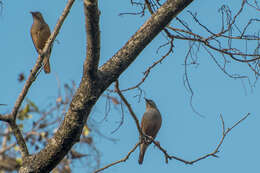 Image of Chestnut-tailed Starling