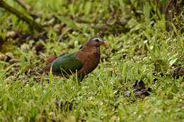 Image of Common Emerald Dove