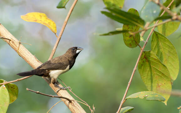 Image of White-rumped Munia