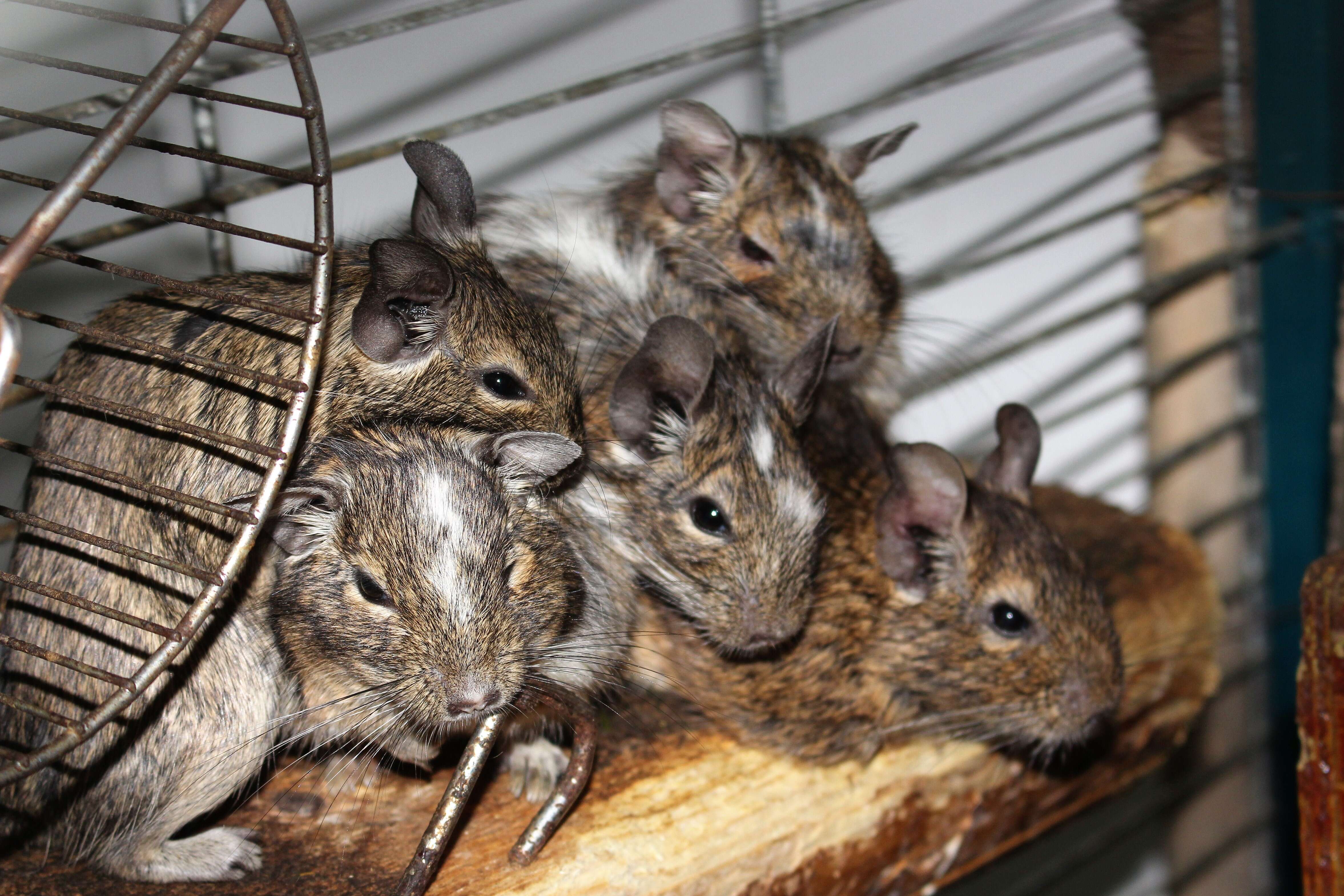 Image of degu