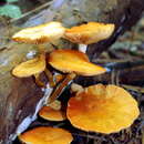 Imagem de Gymnopilus underwoodii (Peck) Murrill 1917