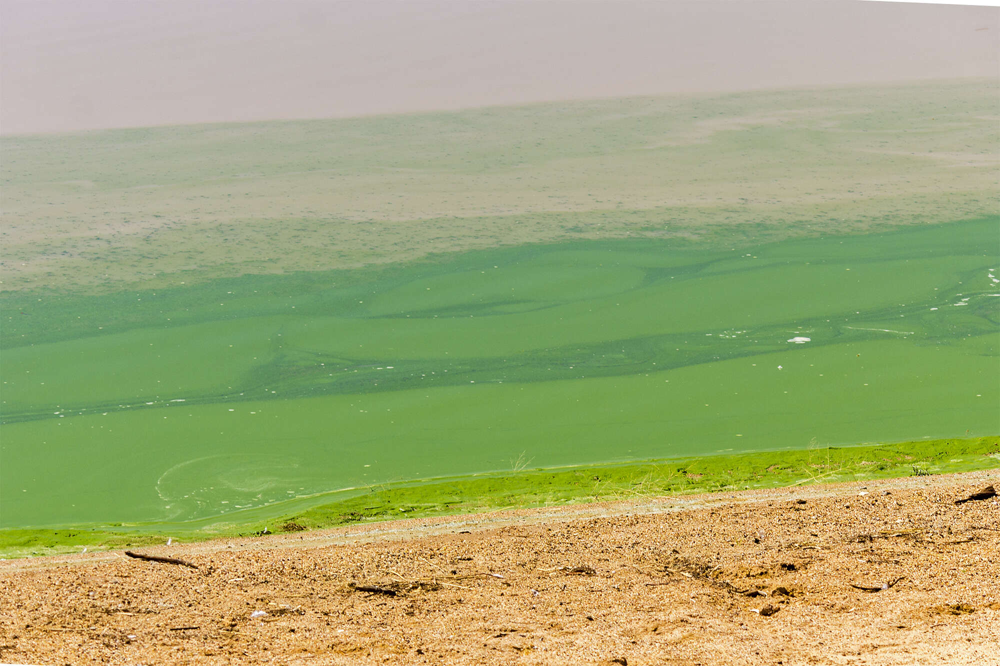 Image of Microcystis aeruginosa