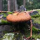 Слика од Gymnopilus parvisquamulosus Hesler 1969