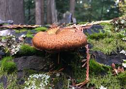 Image of Gymnopilus parvisquamulosus Hesler 1969