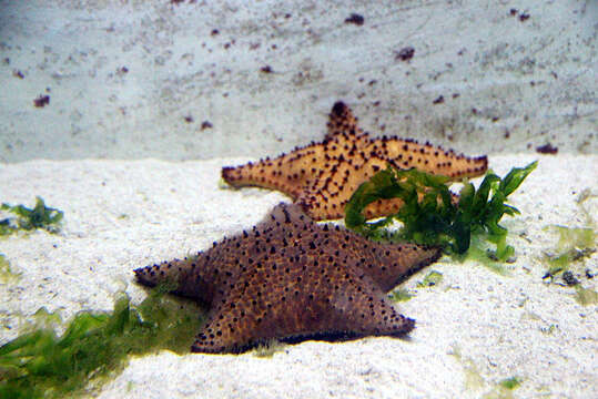 Image of cushion stars