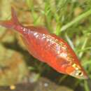 Image of Red Rainbowfish