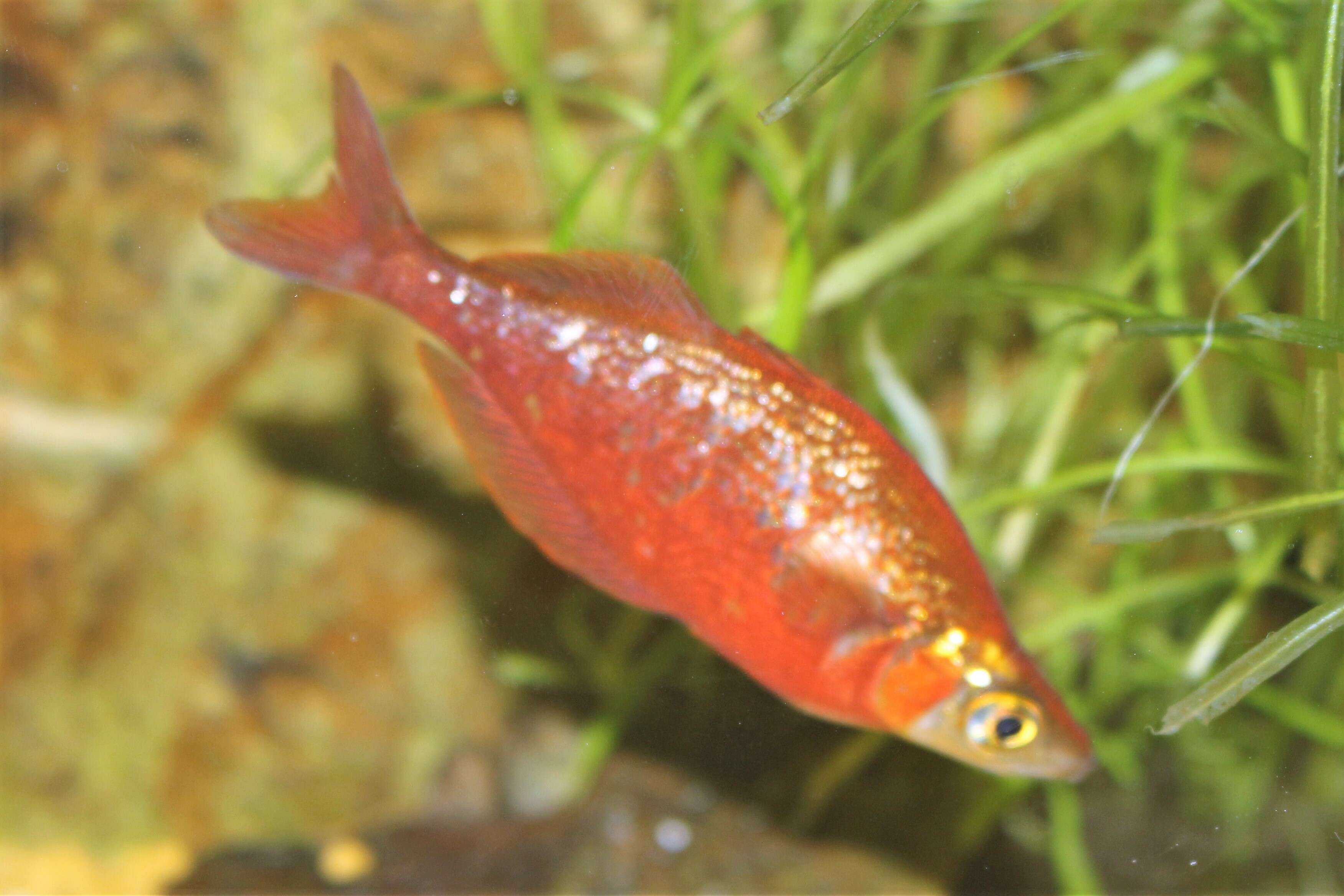 Image of Glossolepis