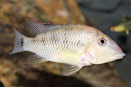 Image of Rio Grande Cichlid