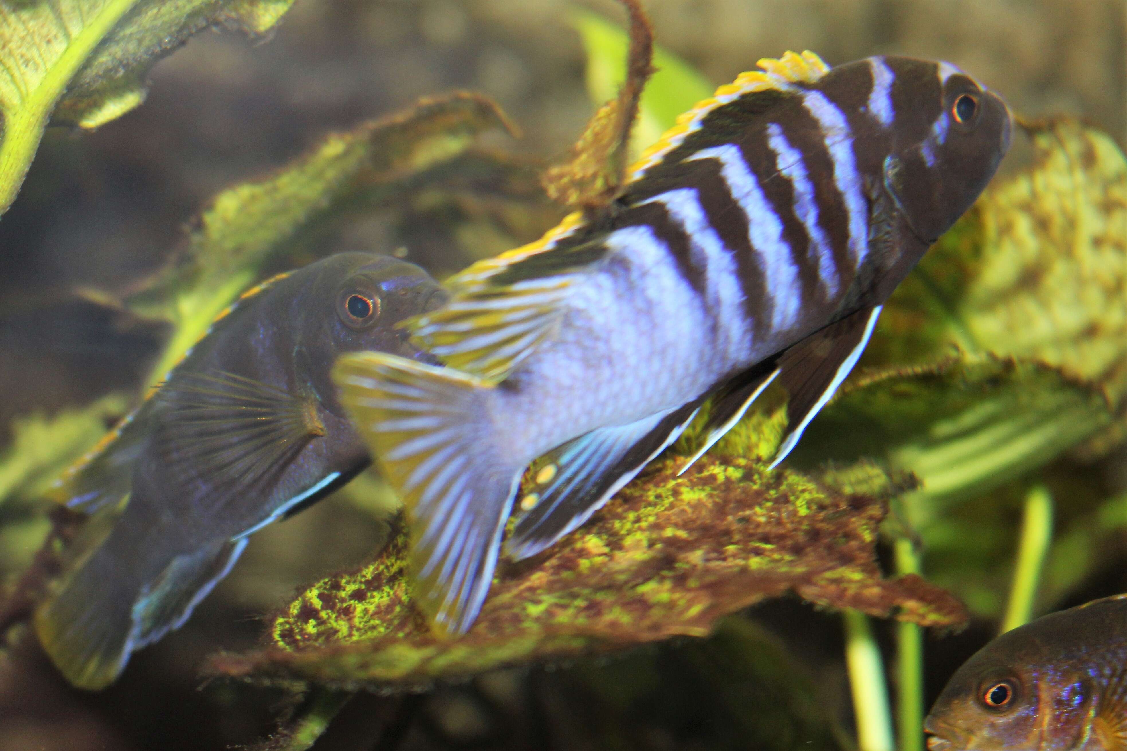 Image of Demason's cichlid