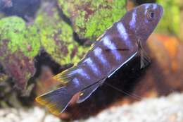 Image of Demason's cichlid