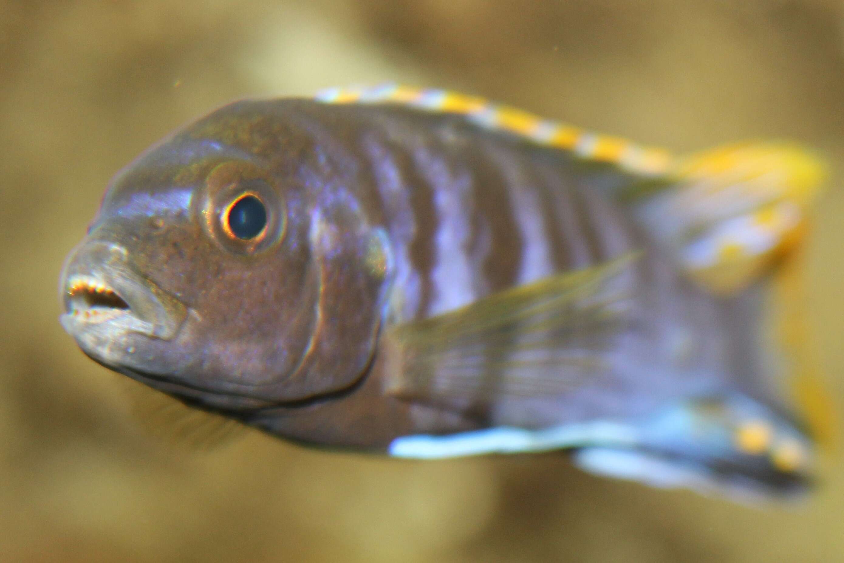 Image of Demason's cichlid