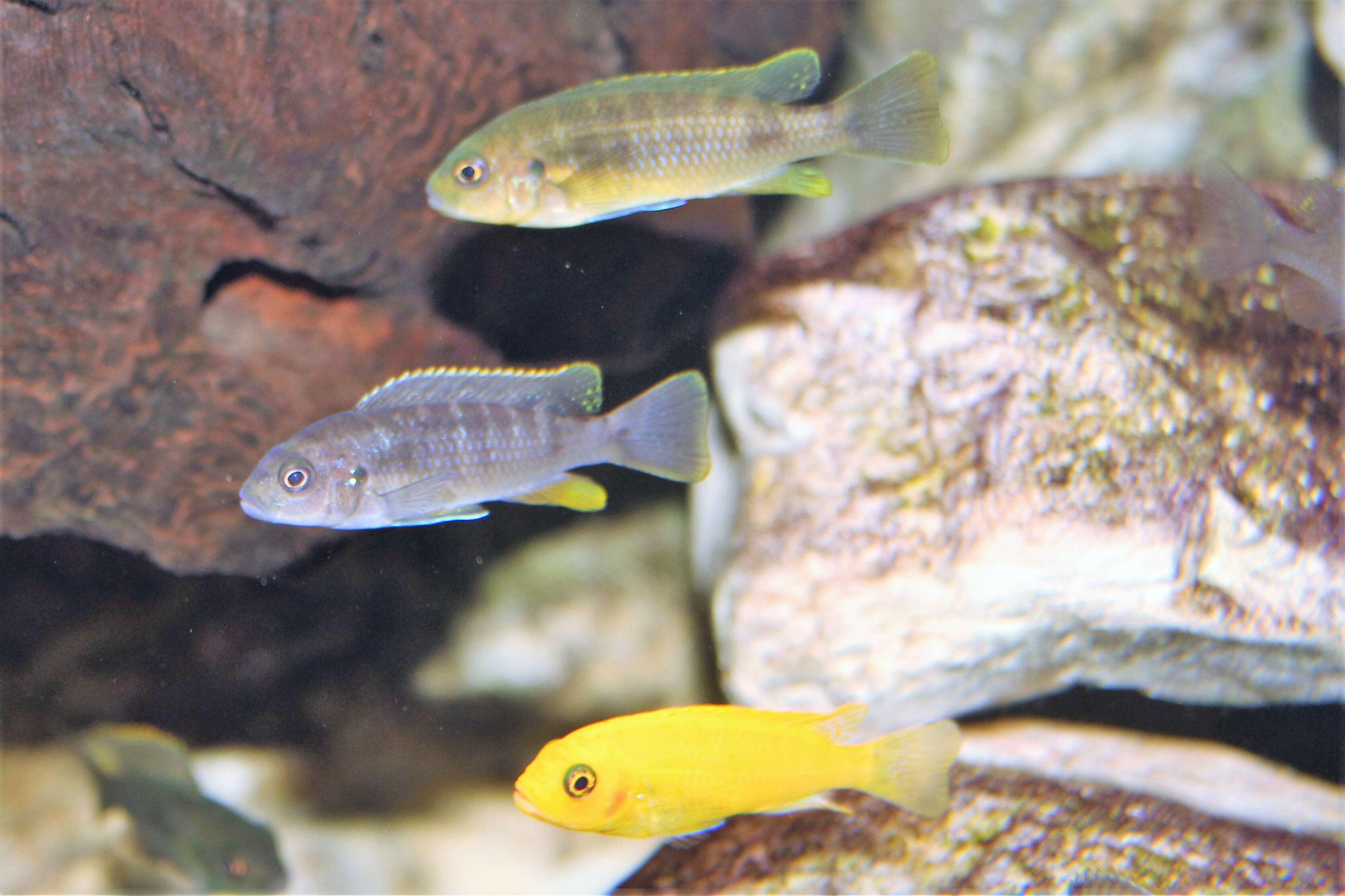 Image of Demason's cichlid