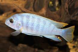 Image of Demason's cichlid