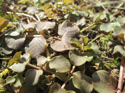 Image of creeping jenny