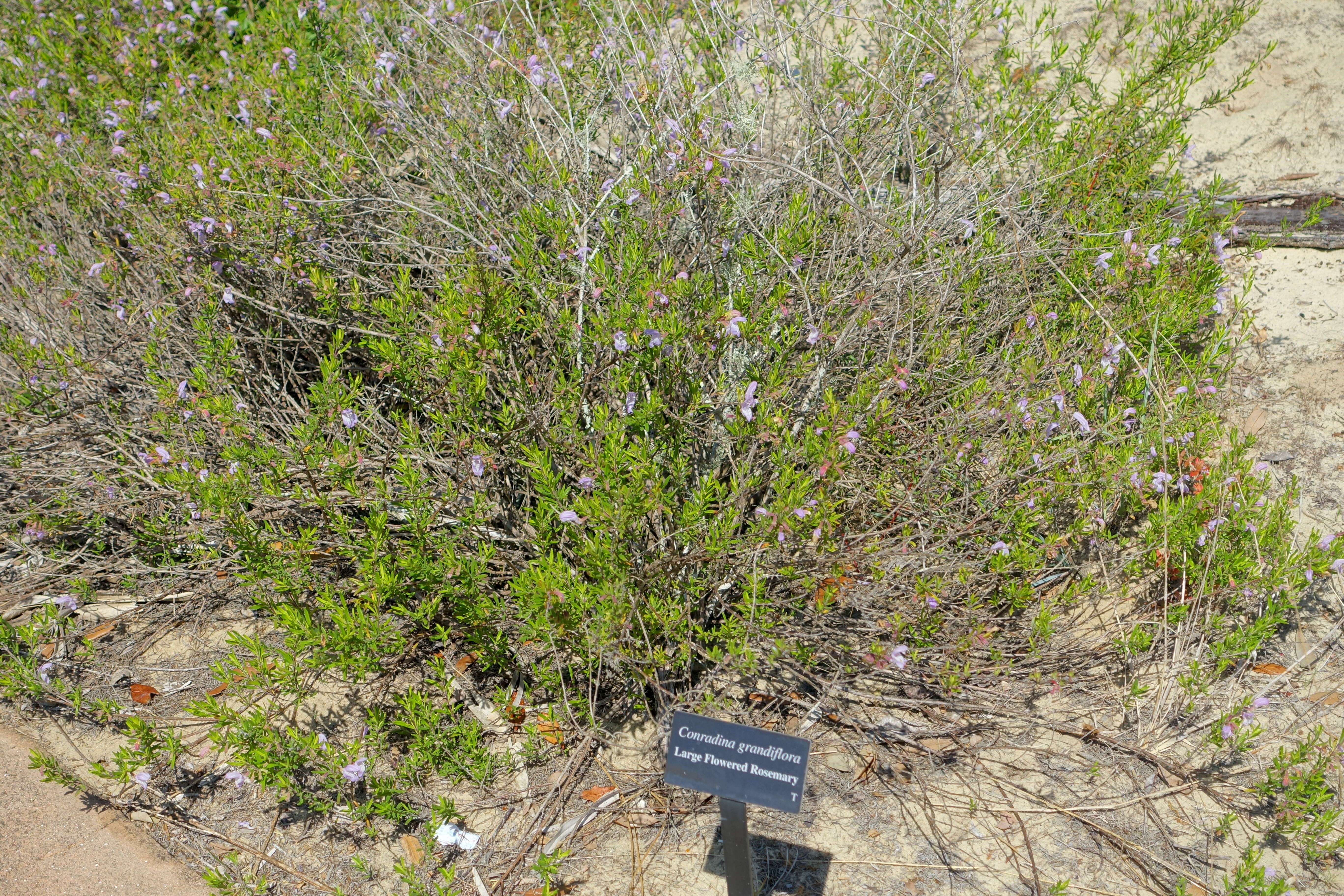 Image of largeflower false rosemary