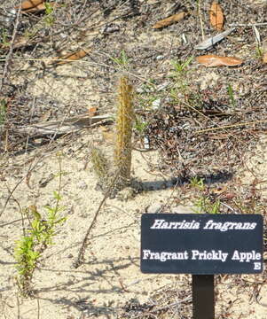 Image of Caribbean applecactus