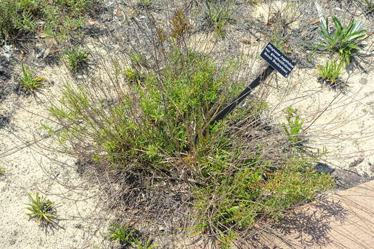 Imagem de Eriogonum longifolium Nutt.