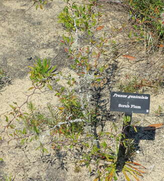 Image of scrub plum