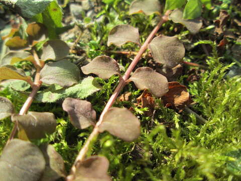 Image of creeping jenny