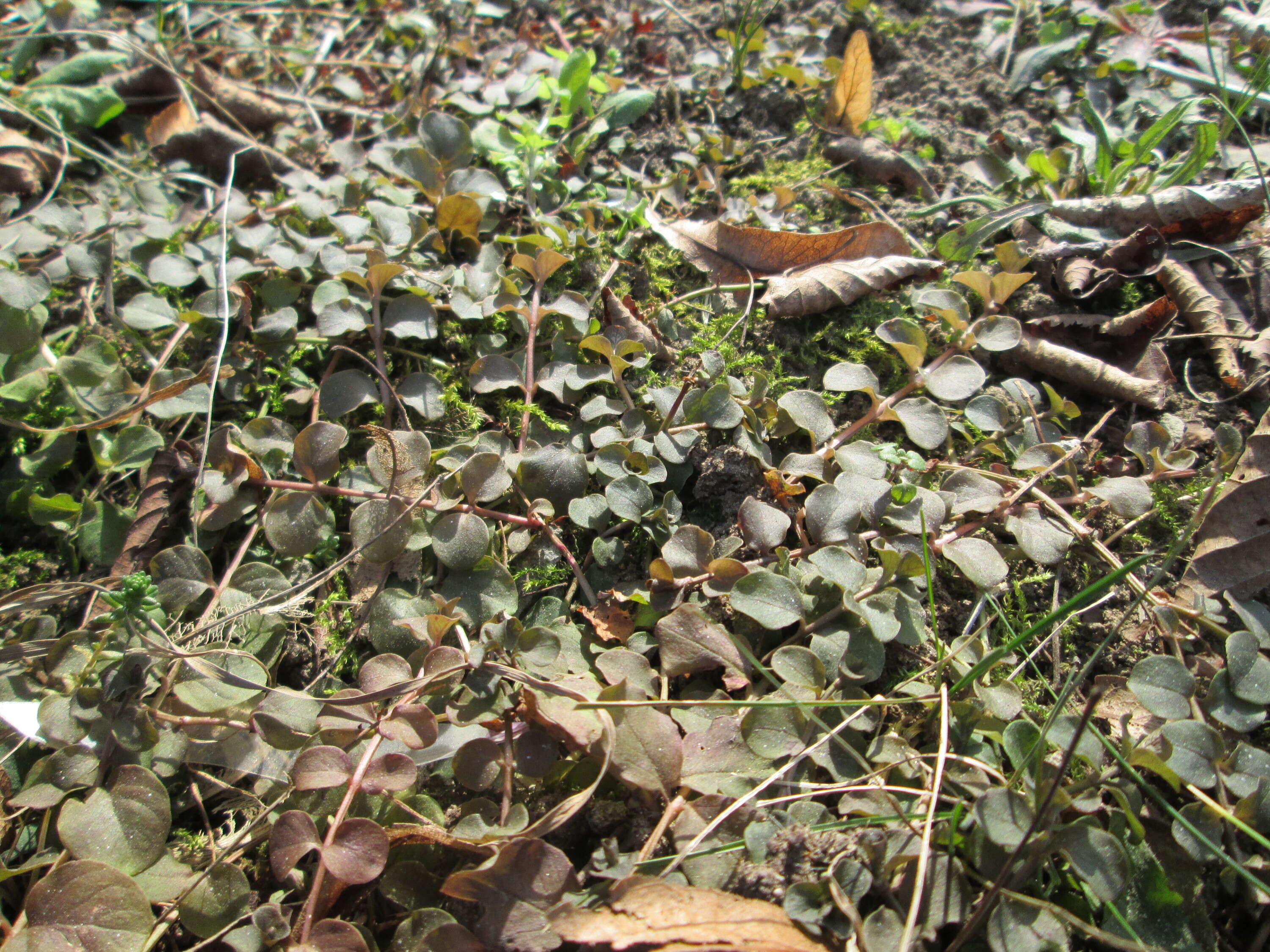 Image of creeping jenny