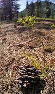 Image of Geyer's biscuitroot