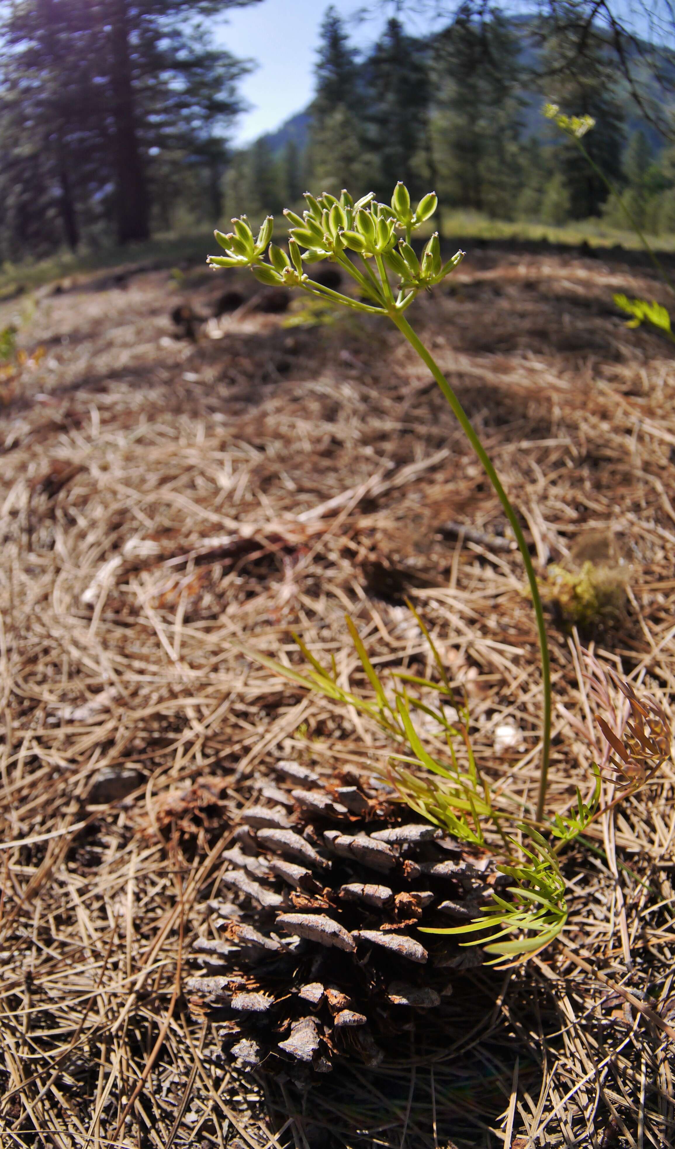 Image of Geyer's biscuitroot