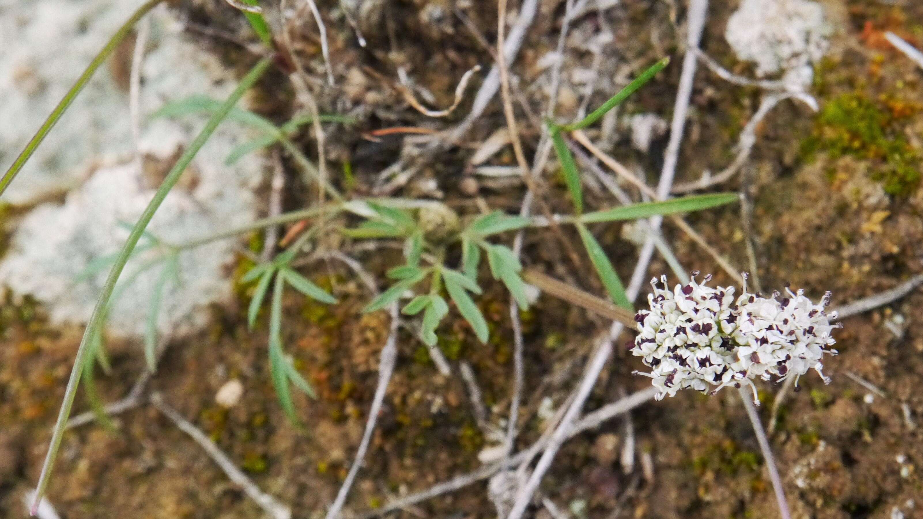 Image of Geyer's biscuitroot