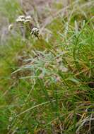 Image of Geyer's biscuitroot