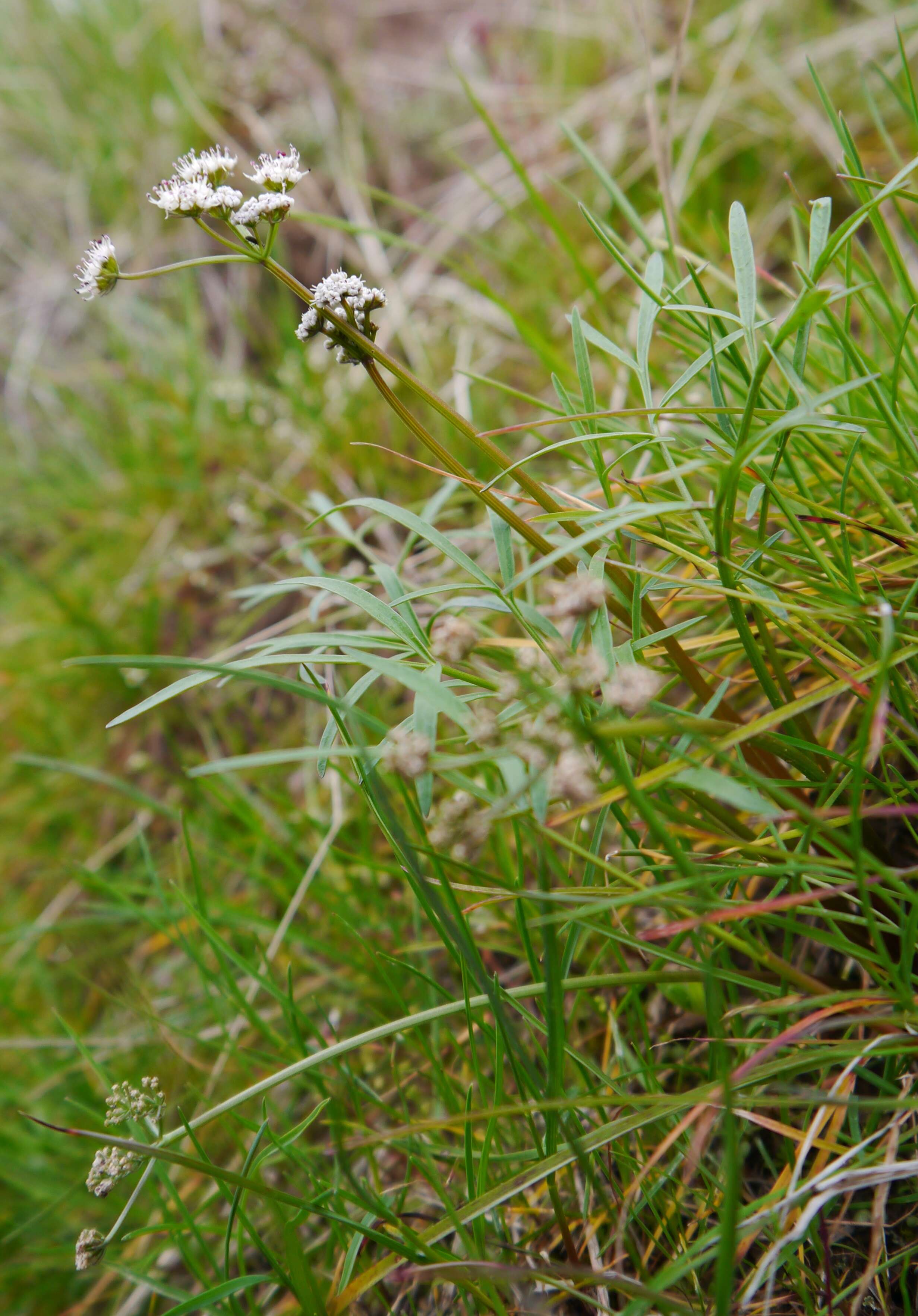 Image of Geyer's biscuitroot