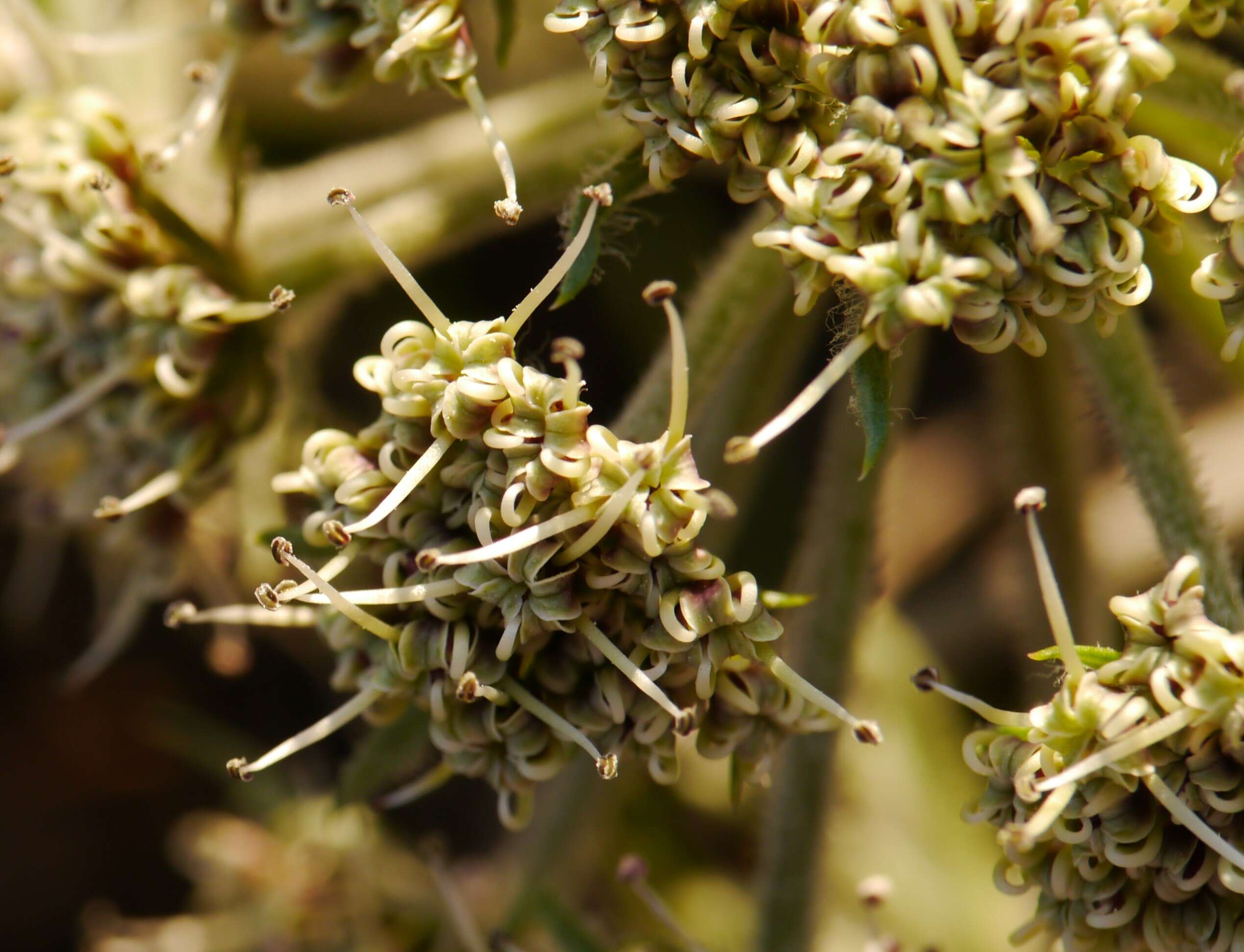 Image of bigseed biscuitroot