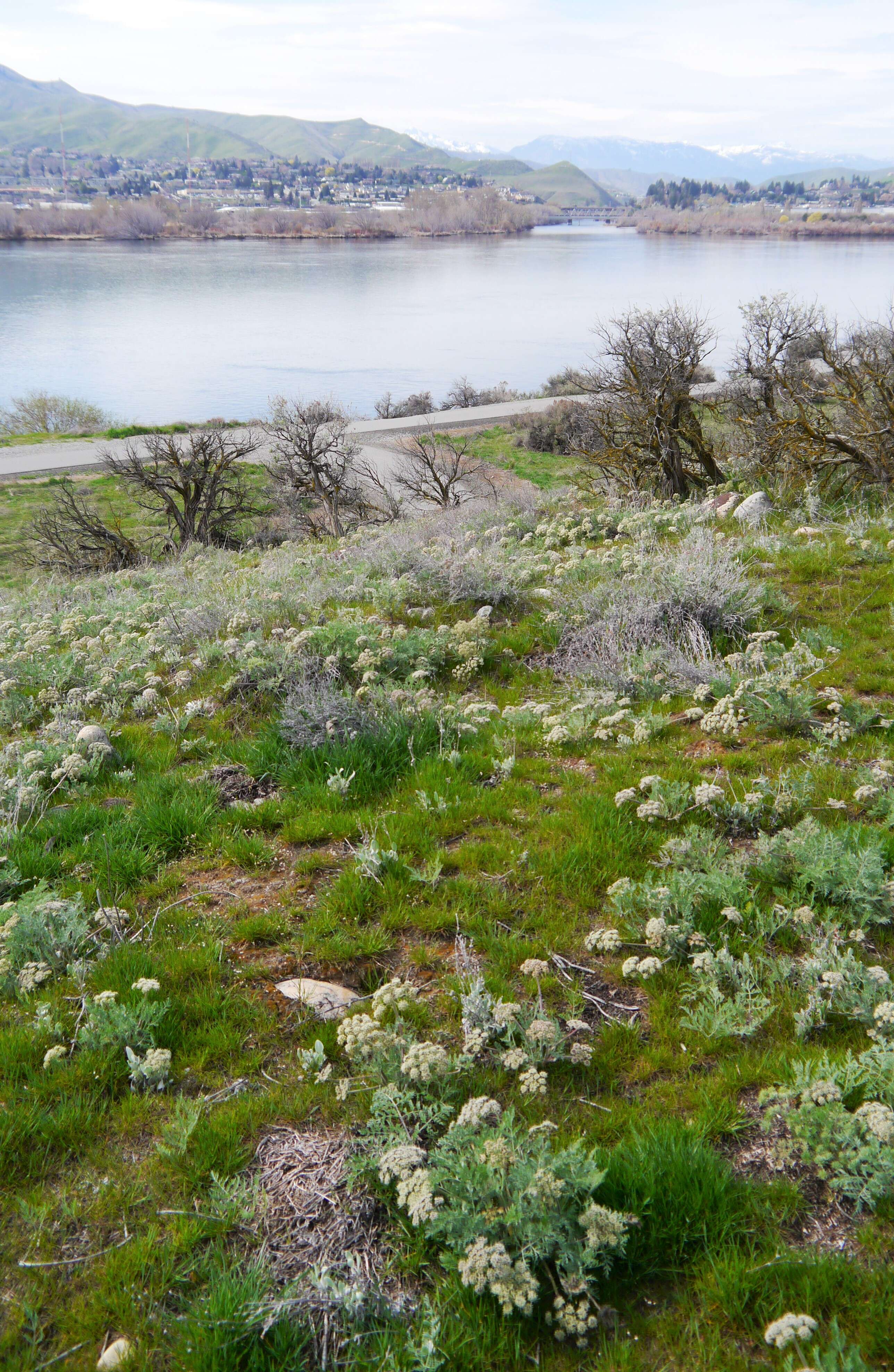 Imagem de Lomatium macrocarpum (Hook. & Arn.) Coult. & Rose